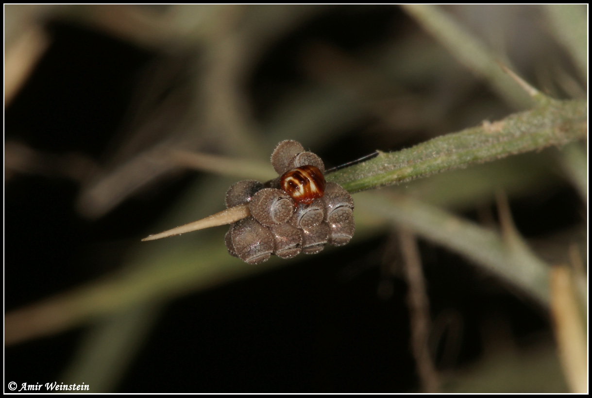 Heteroptera  d''Israele